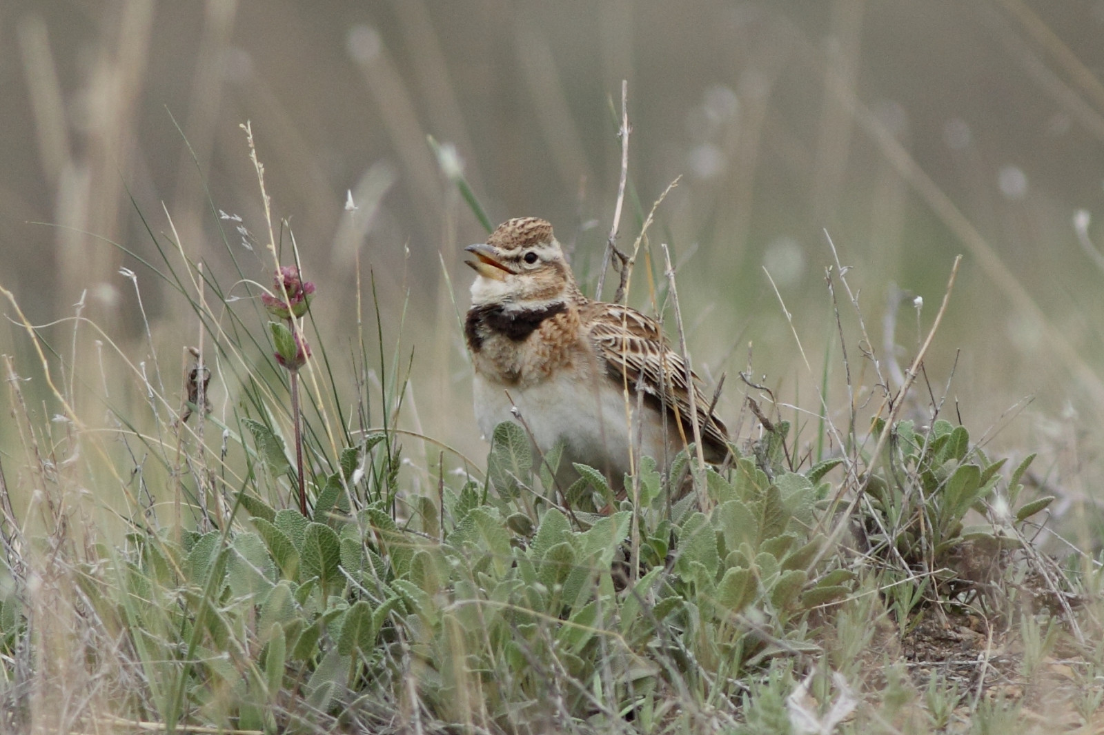 image Bimaculated Lark